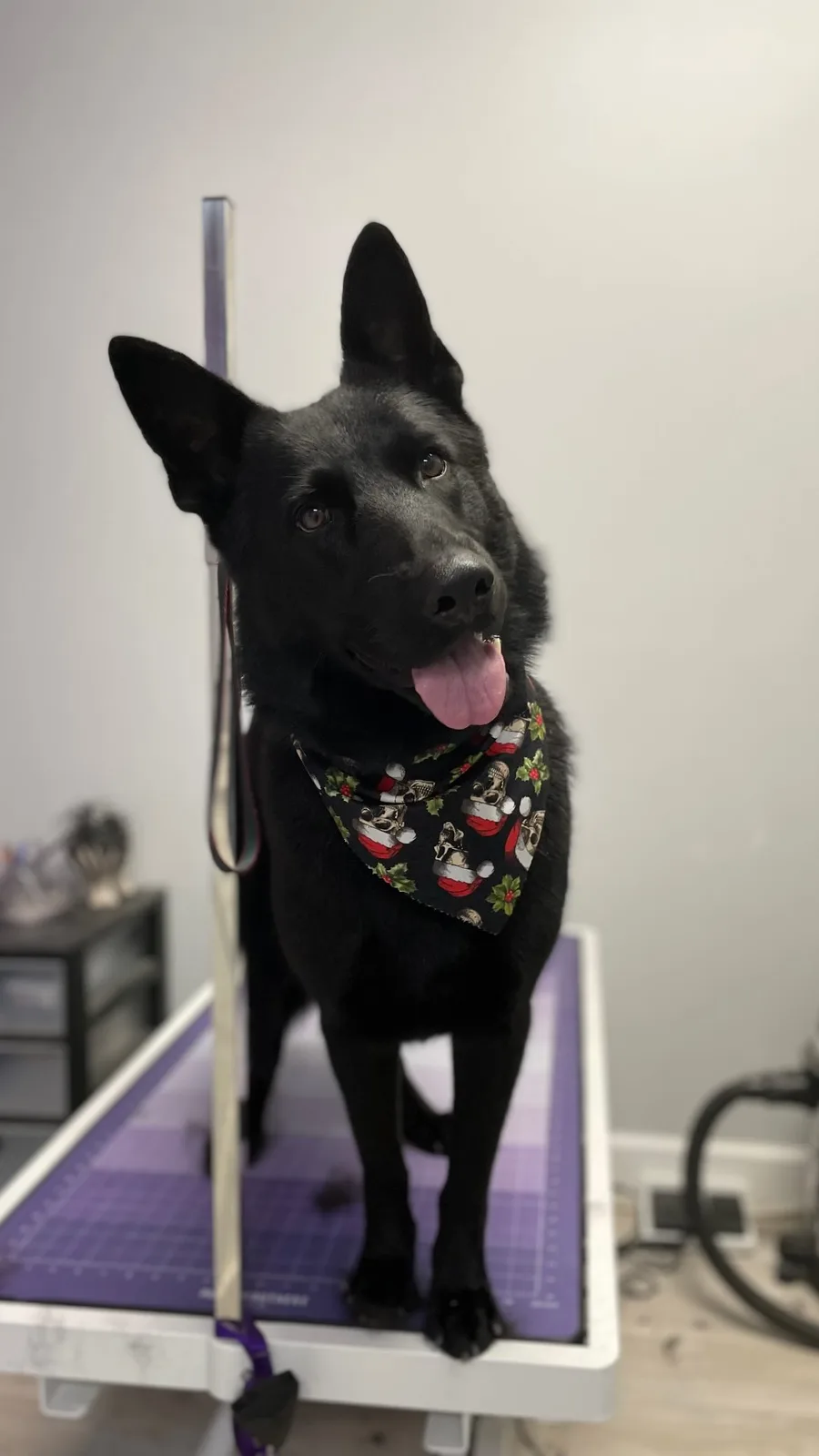 Mary’s Professional Pet Grooming - Glendale, photo 3
