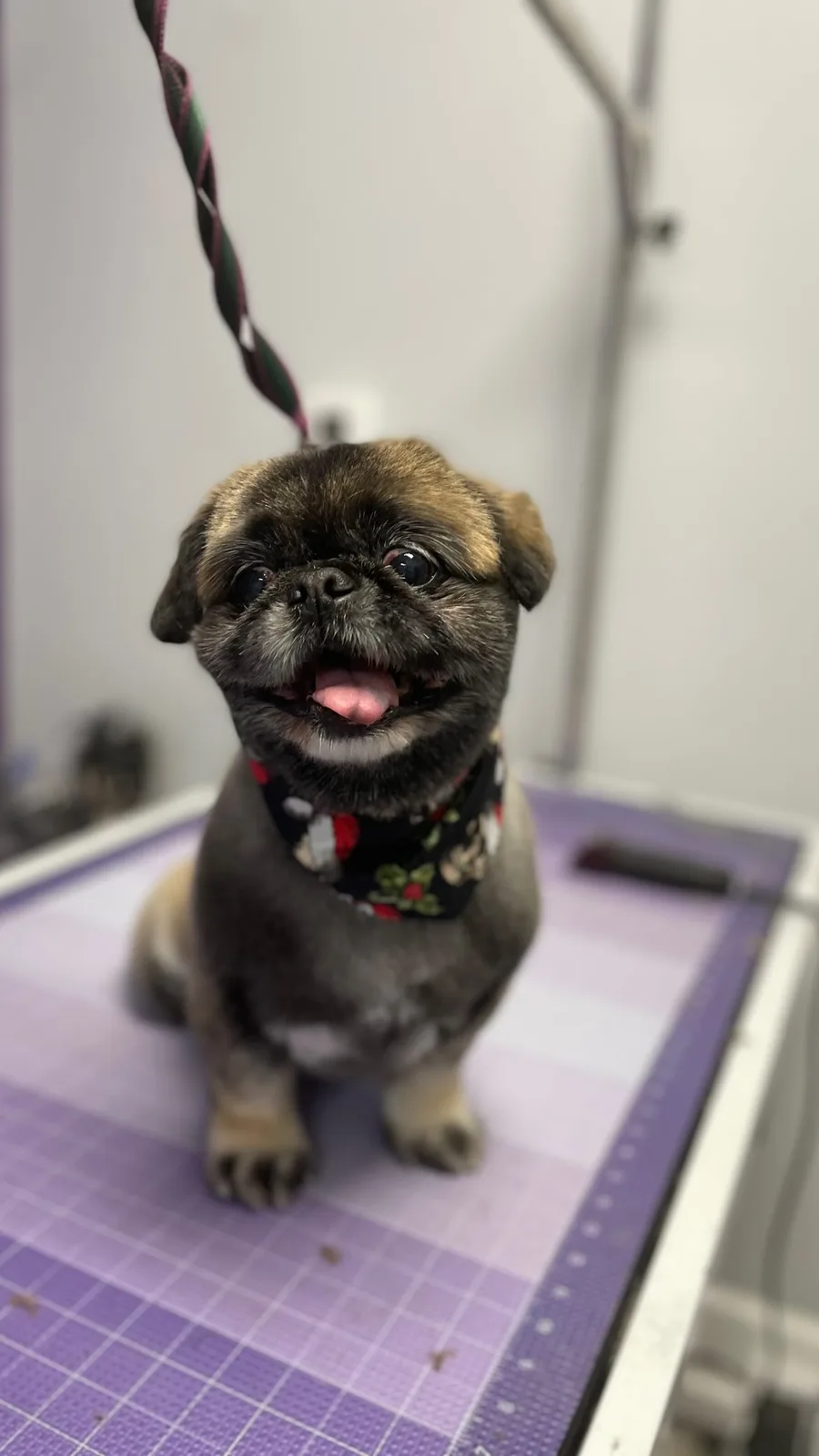 Mary’s Professional Pet Grooming - Glendale, photo 2