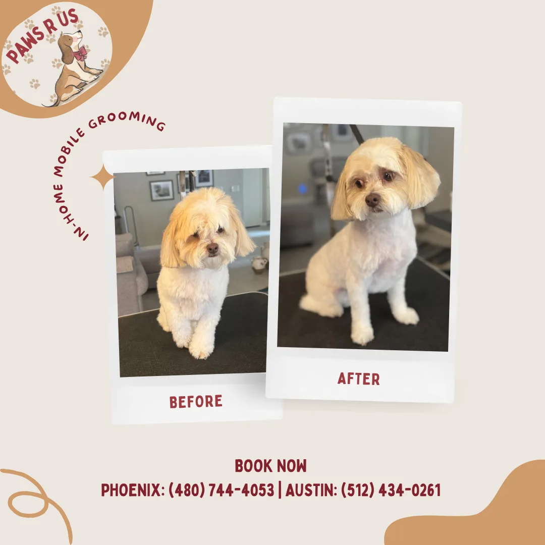 Paws R Us - Fountain Hills Service, photo 2