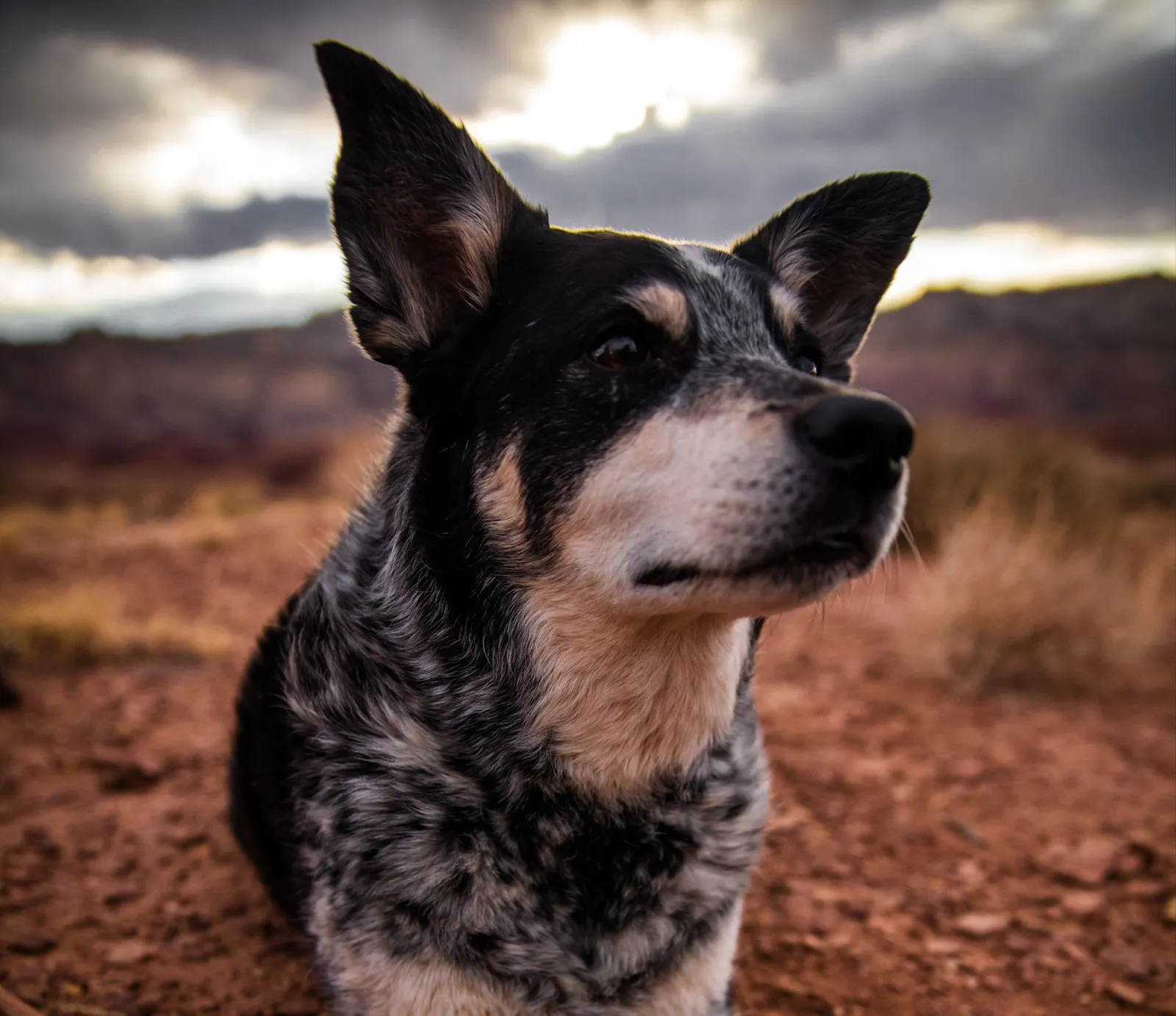 A cattle dog in the desert at sunset