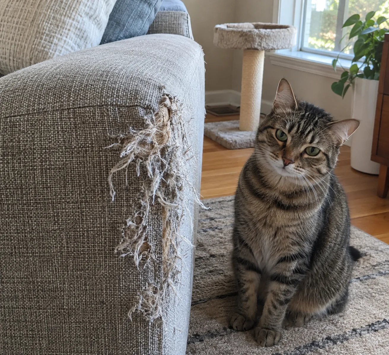 A tabby cat sitting beside a couch arm shredded by claws